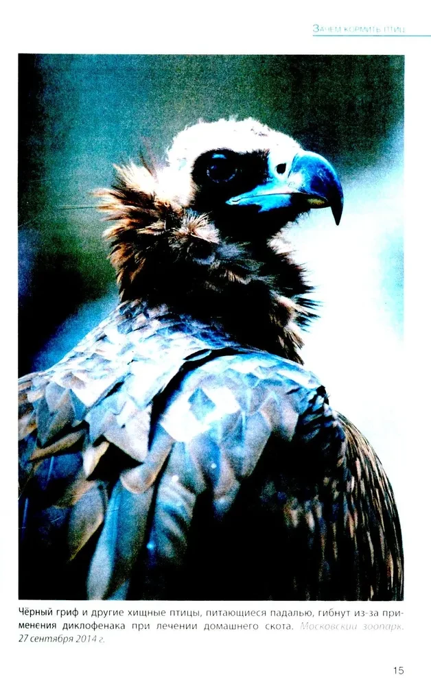 Birds at Feeders. Feeding and Attracting