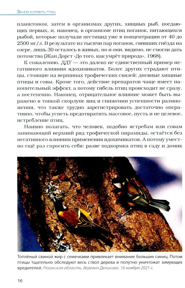 Birds at Feeders. Feeding and Attracting