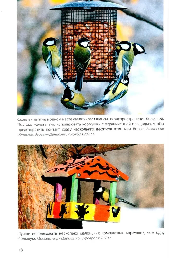 Birds at Feeders. Feeding and Attracting