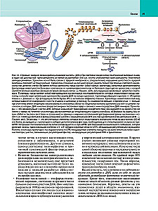 Robbins Pathological Anatomy: Textbook