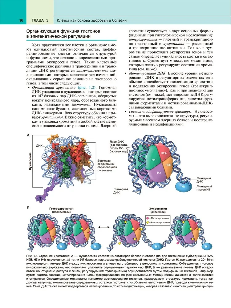 Robbins Pathological Anatomy: Textbook