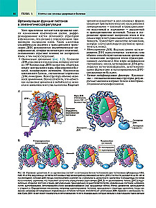 Robbins Pathological Anatomy: Textbook