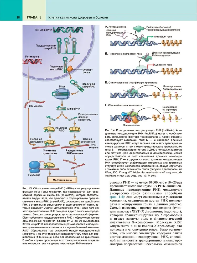 Robbins Pathological Anatomy: Textbook