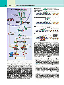 Robbins Pathological Anatomy: Textbook