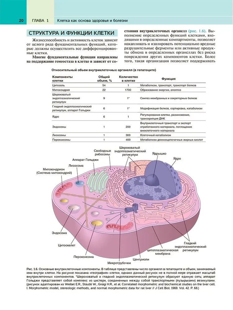 Robbins Pathological Anatomy: Textbook