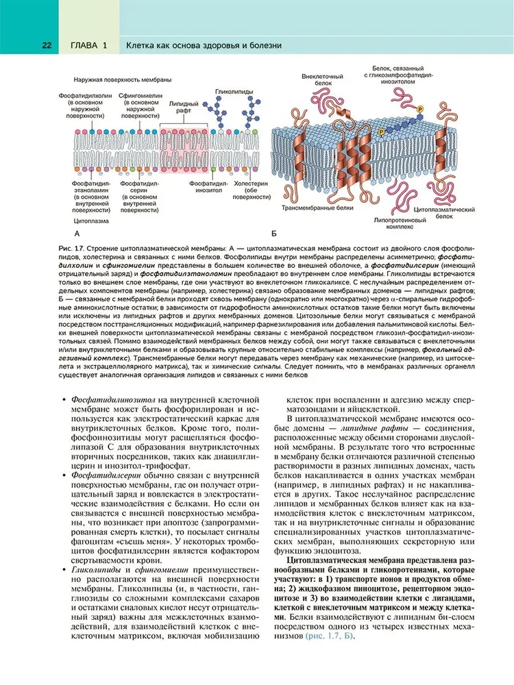 Robbins Pathological Anatomy: Textbook
