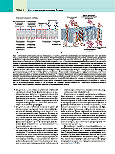 Robbins Pathological Anatomy: Textbook