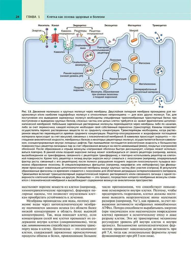 Robbins Pathological Anatomy: Textbook