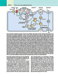 Robbins Pathological Anatomy: Textbook