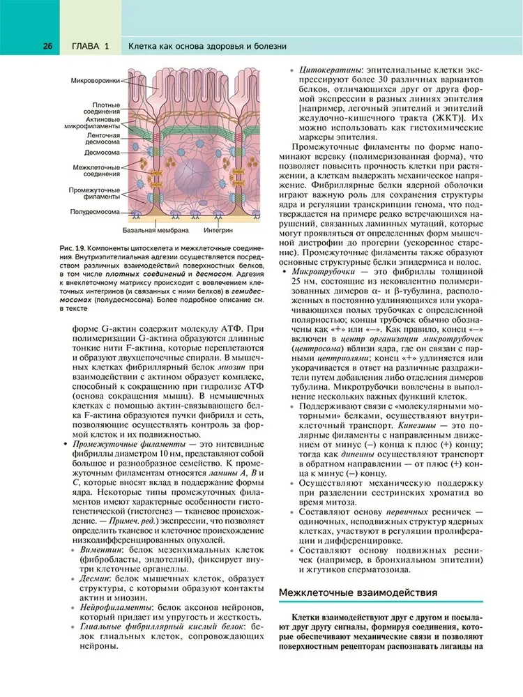 Robbins Pathological Anatomy: Textbook