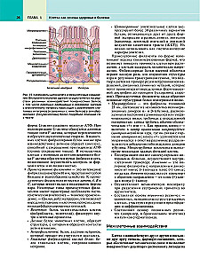 Robbins Pathological Anatomy: Textbook