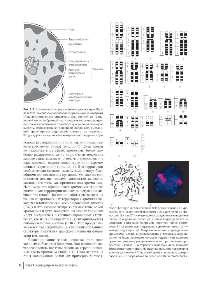 Farbatlas der klinischen Hämatologie: Molekulare und zelluläre Grundlagen von Krankheiten: Anleitung