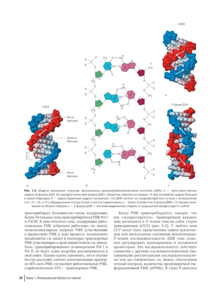 Farbatlas der klinischen Hämatologie: Molekulare und zelluläre Grundlagen von Krankheiten: Anleitung