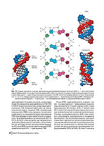 Farbatlas der klinischen Hämatologie: Molekulare und zelluläre Grundlagen von Krankheiten: Anleitung