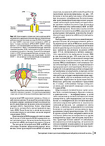 Farbatlas der klinischen Hämatologie: Molekulare und zelluläre Grundlagen von Krankheiten: Anleitung
