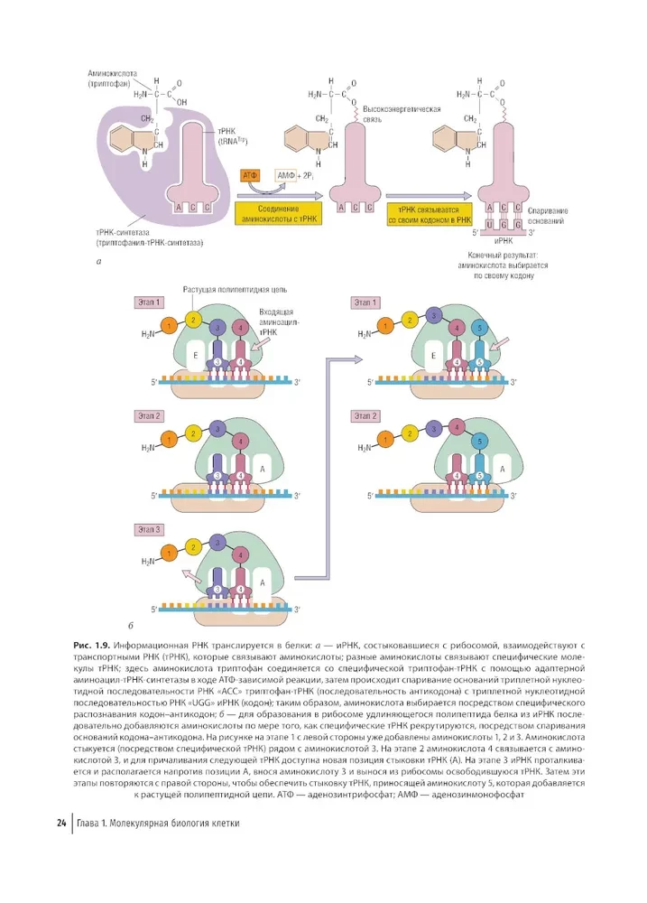 Farbatlas der klinischen Hämatologie: Molekulare und zelluläre Grundlagen von Krankheiten: Anleitung