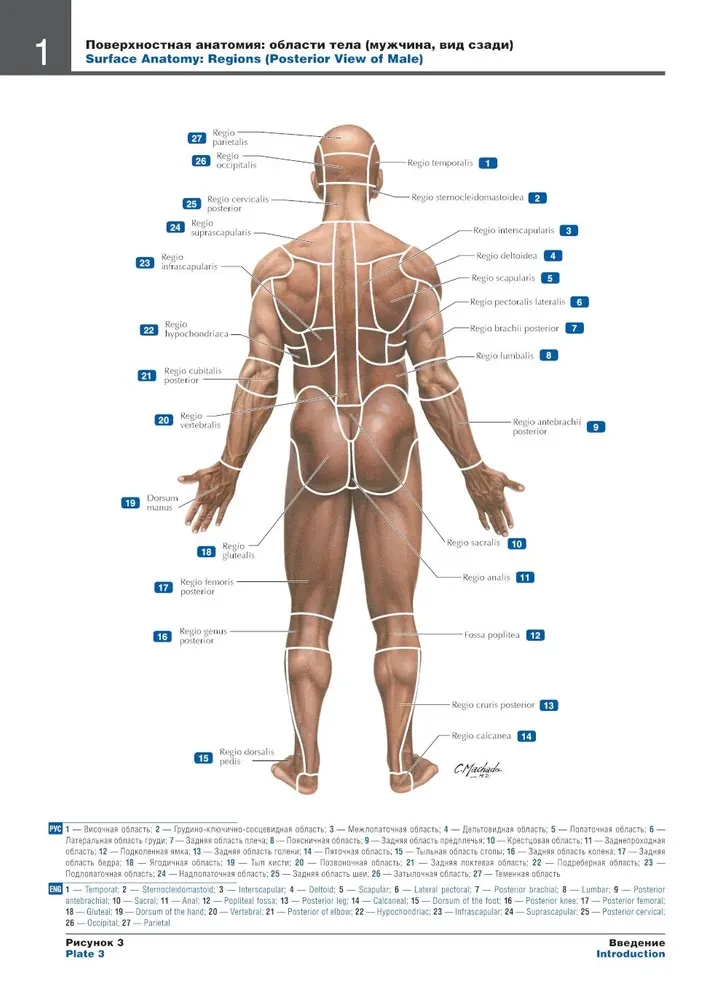 Atlas of Human Anatomy