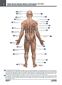 Atlas of Human Anatomy