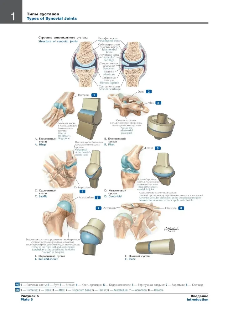 Atlas of Human Anatomy