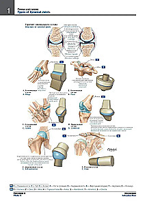 Atlas of Human Anatomy