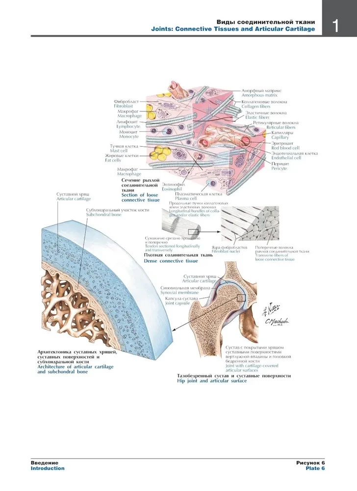 Atlas of Human Anatomy