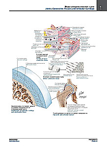 Atlas of Human Anatomy