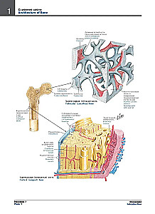 Atlas of Human Anatomy