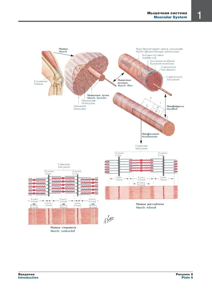 Atlas of Human Anatomy