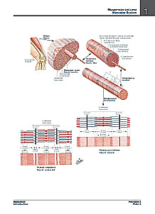 Atlas of Human Anatomy