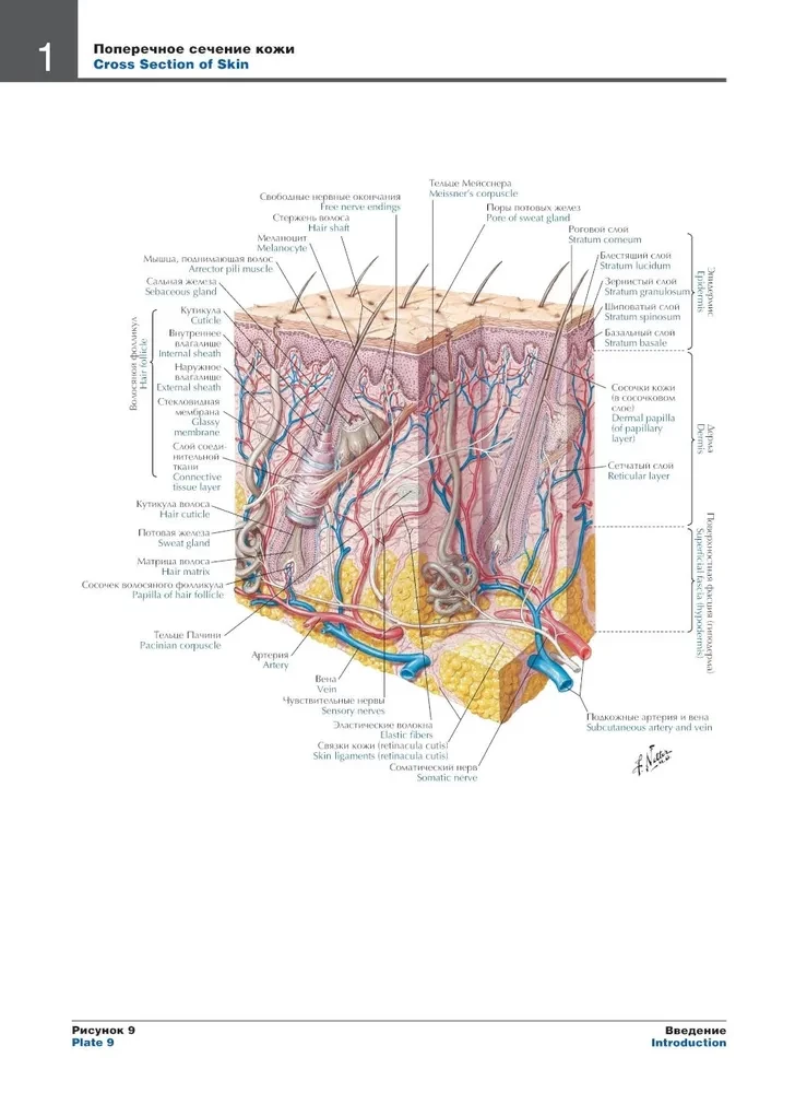 Atlas of Human Anatomy