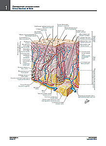 Atlas of Human Anatomy