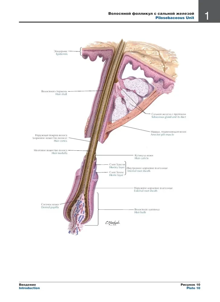 Atlas of Human Anatomy