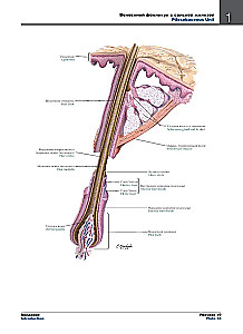 Atlas of Human Anatomy