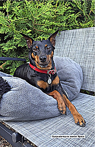 Pets. A Popular Illustrated Guide