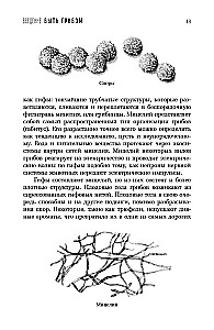 Sudėtingas gyvenimas. Kaip grybai keičia pasaulį, mūsų sąmonę ir mūsų ateitį