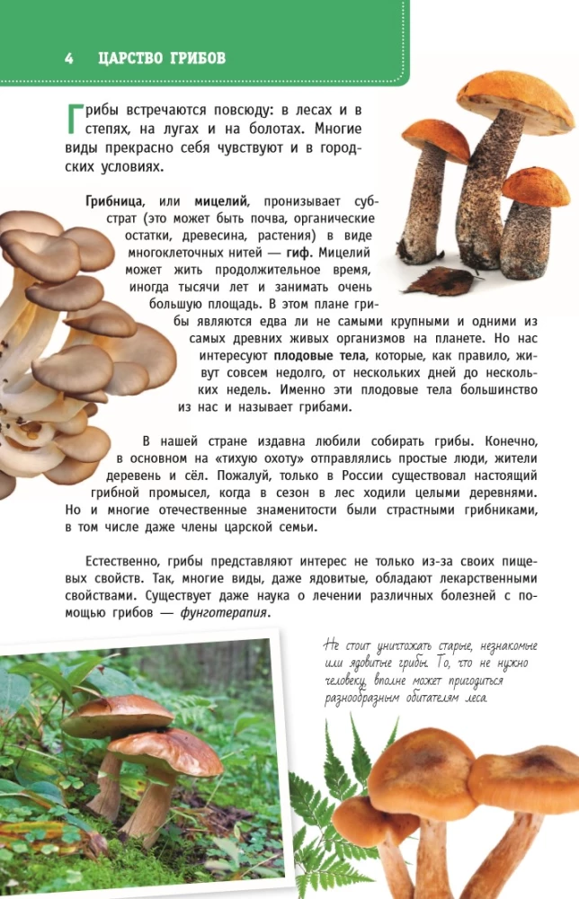 Grybai Rusijoje. Identifikatorius