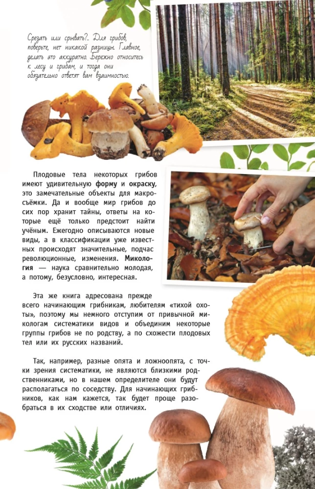 Grybai Rusijoje. Identifikatorius