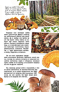 Grybai Rusijoje. Identifikatorius