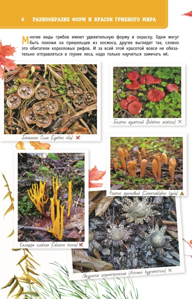 Grybai Rusijoje. Identifikatorius