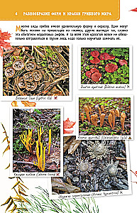 Grybai Rusijoje. Identifikatorius