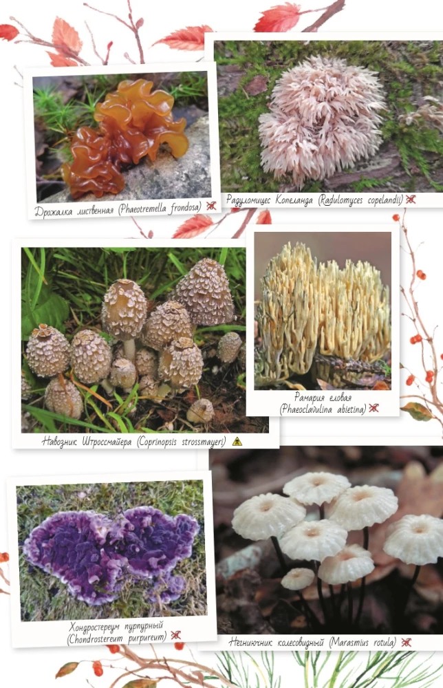 Grybai Rusijoje. Identifikatorius