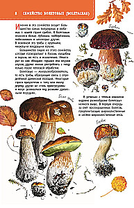 Grybai Rusijoje. Identifikatorius