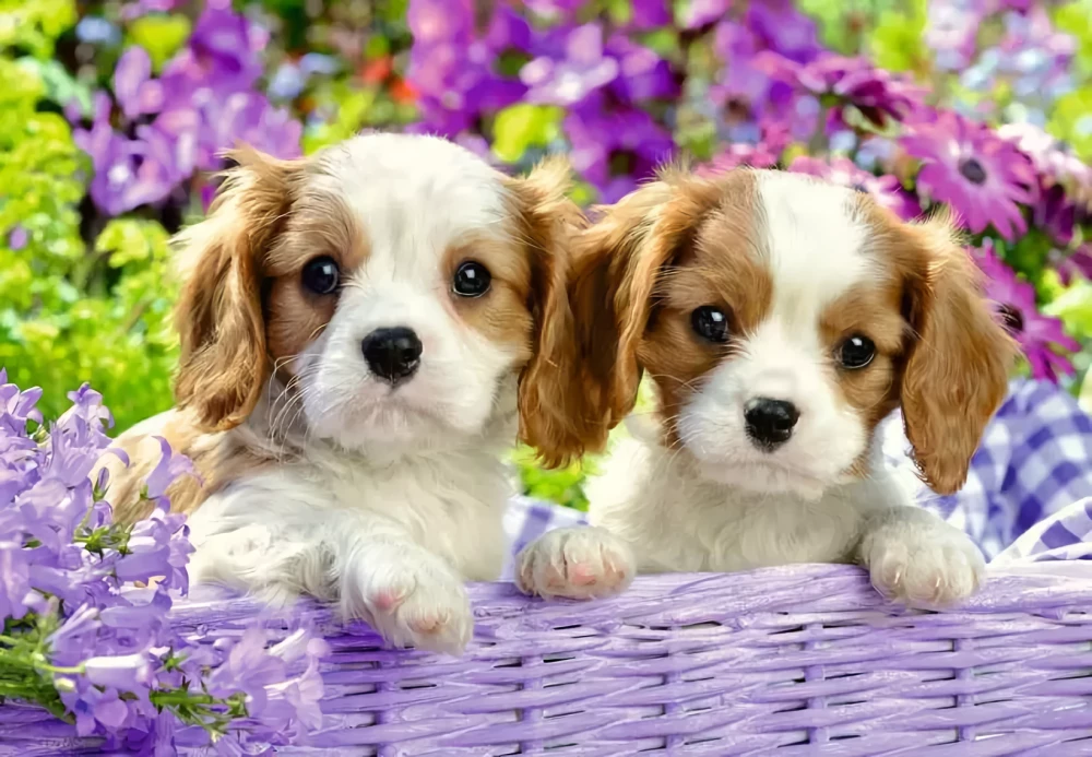 Puzzle: 2x24 - Friends with Fluffy Tails