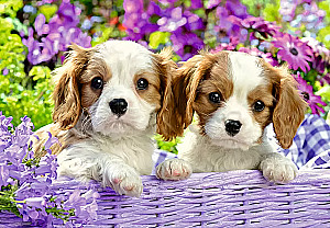 Puzzle: 2x24 - Friends with Fluffy Tails