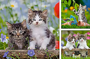Пазл:3x49 - Милые котята