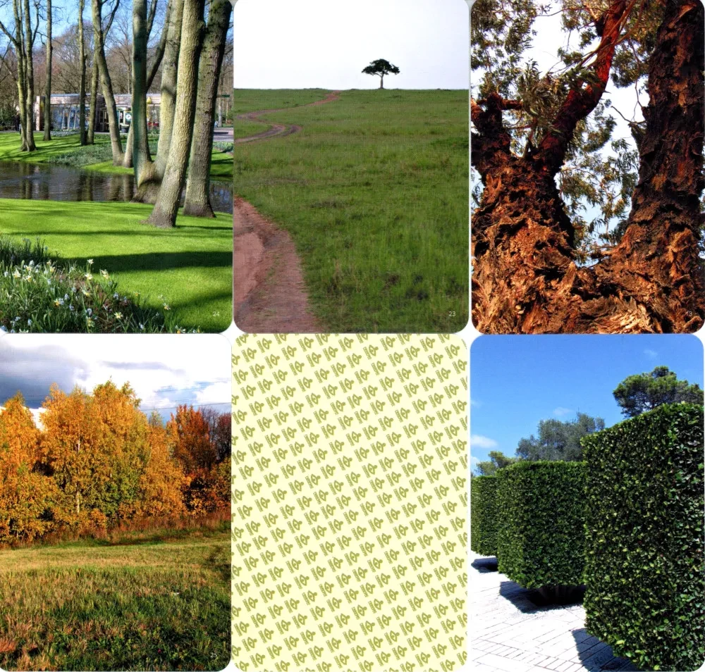 Metaforisko karšu komplekts - Koks kā cilvēka tēls (Cieta kaste)