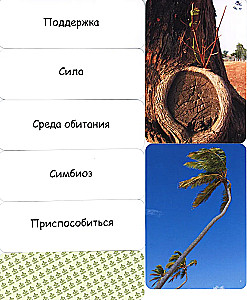 Metaforisko karšu komplekts - Koks kā cilvēka tēls (Cieta kaste)