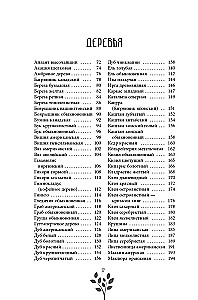 Senovinė medžių magija. Kaip atpažinti ir dirbti su jais dvasinėje ir maginėje