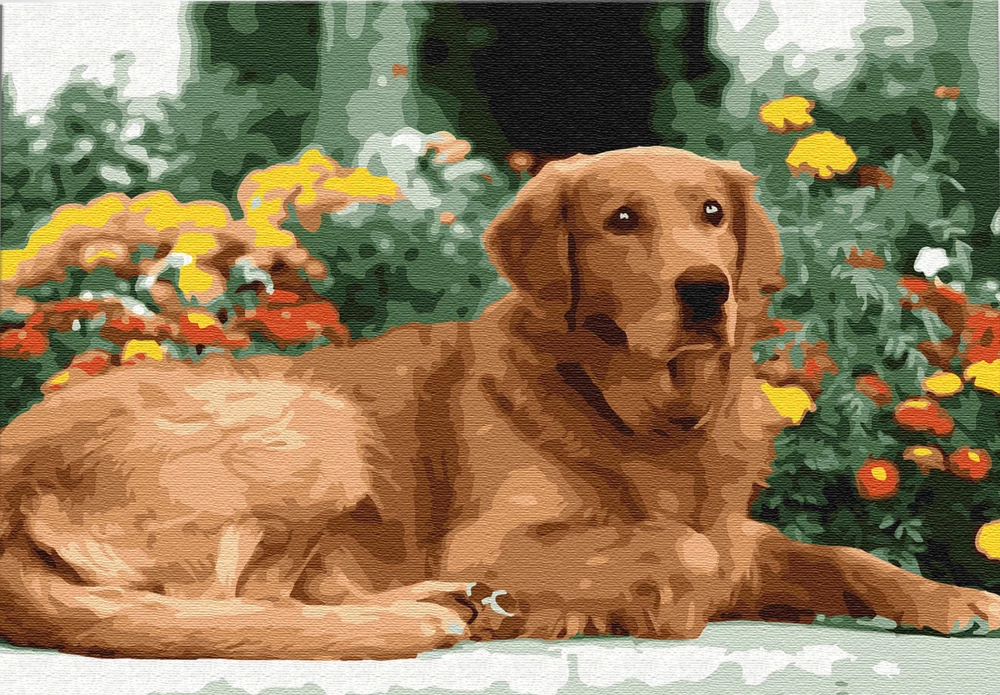 Paint by numbers - Golden Retriever, 30x40cm