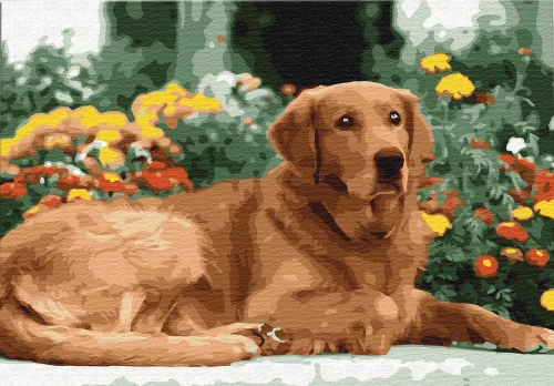 Malerei nach Zahlen - Golden Retriever, 30x40cm